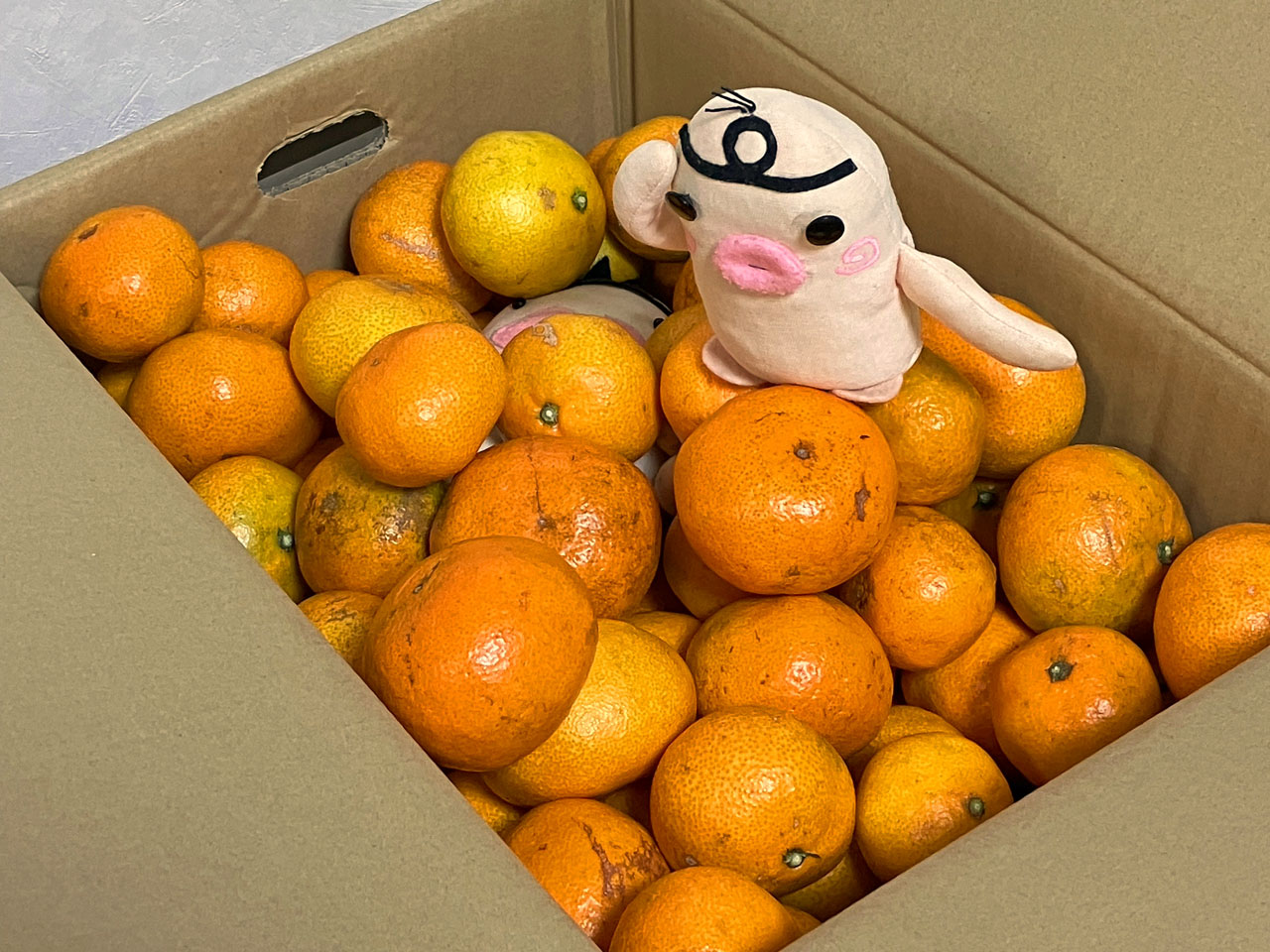 イケダム in みかん2024 おかわり (イケダム係長 旅行記)