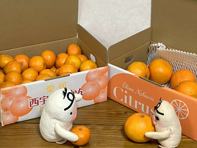 イケダム in みかん2025 forever