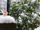 イケダム in 豪雪2013